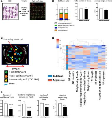Integrated Cells and Collagen Fibers Spatial Image Analysis